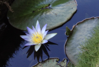 Sieben Meister- Ein Weg