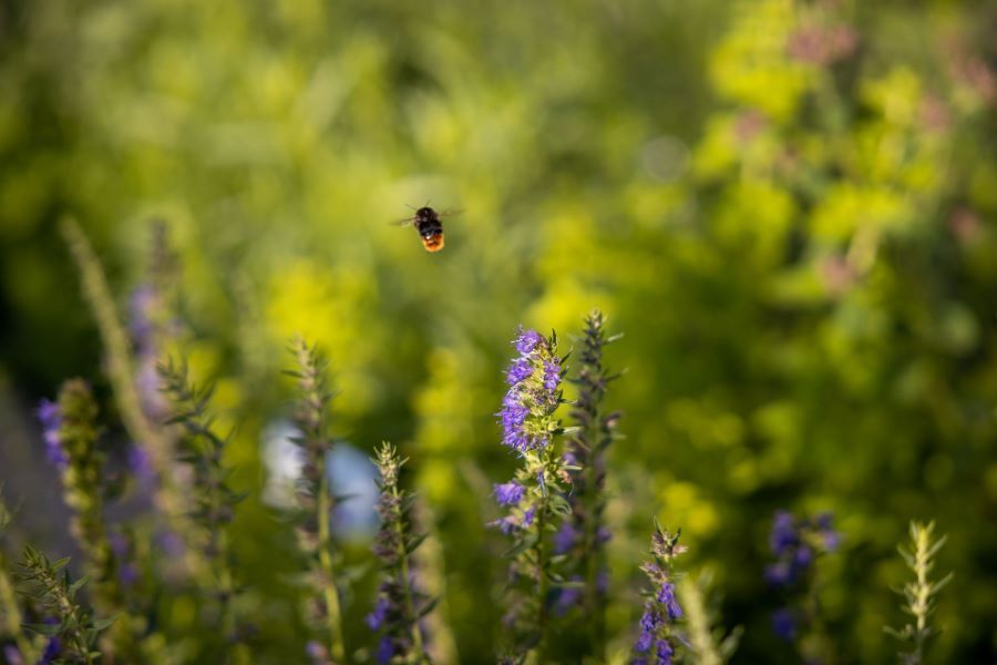 Mattli_Antoniushaus_Hotel_Restaurant_Seminar_Bildung_Morschach