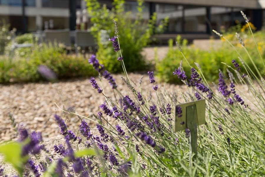 Mattli_Antoniushaus_Bankett_Restaurant_naturnahe Küche